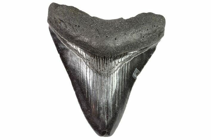 Fossil Megalodon Tooth - Georgia #105009
